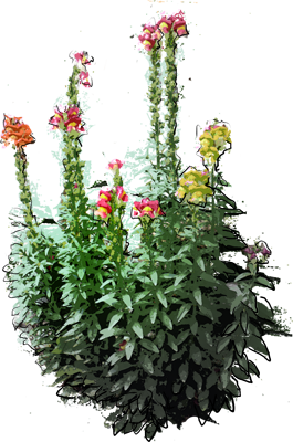 Common Snapdragon